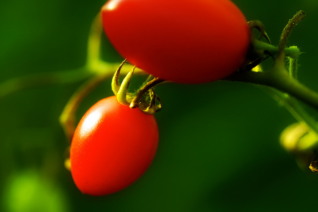 Kandungan Buah Tomat Kandungan Buah Tomat