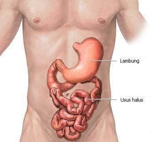 radang usus dan lambung