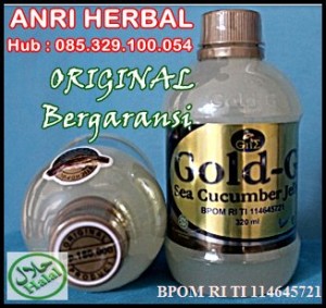 gamat ori..